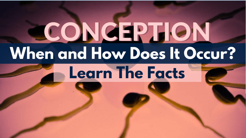 Conception When and How Does it Occur? Learn The facts