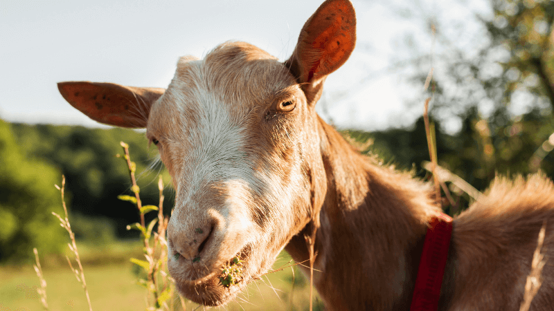 The Surprising Horny Goat Weed Benefits Every Man Wants To Know